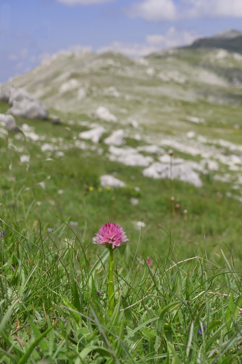 D. sambucina, N. widderi, O. spitzelii nel Parco Nazionale dAbruzzo, Lazio e Molise - giu